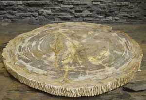 versteinerte fossile Platte Baumscheibe poliert petrified wood versteinertes Holz fossile TischplattevH62
