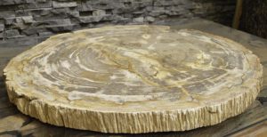 versteinerte fossile Platte Baumscheibe poliert petrified wood versteinertes Holz fossile Tischplatte vH62